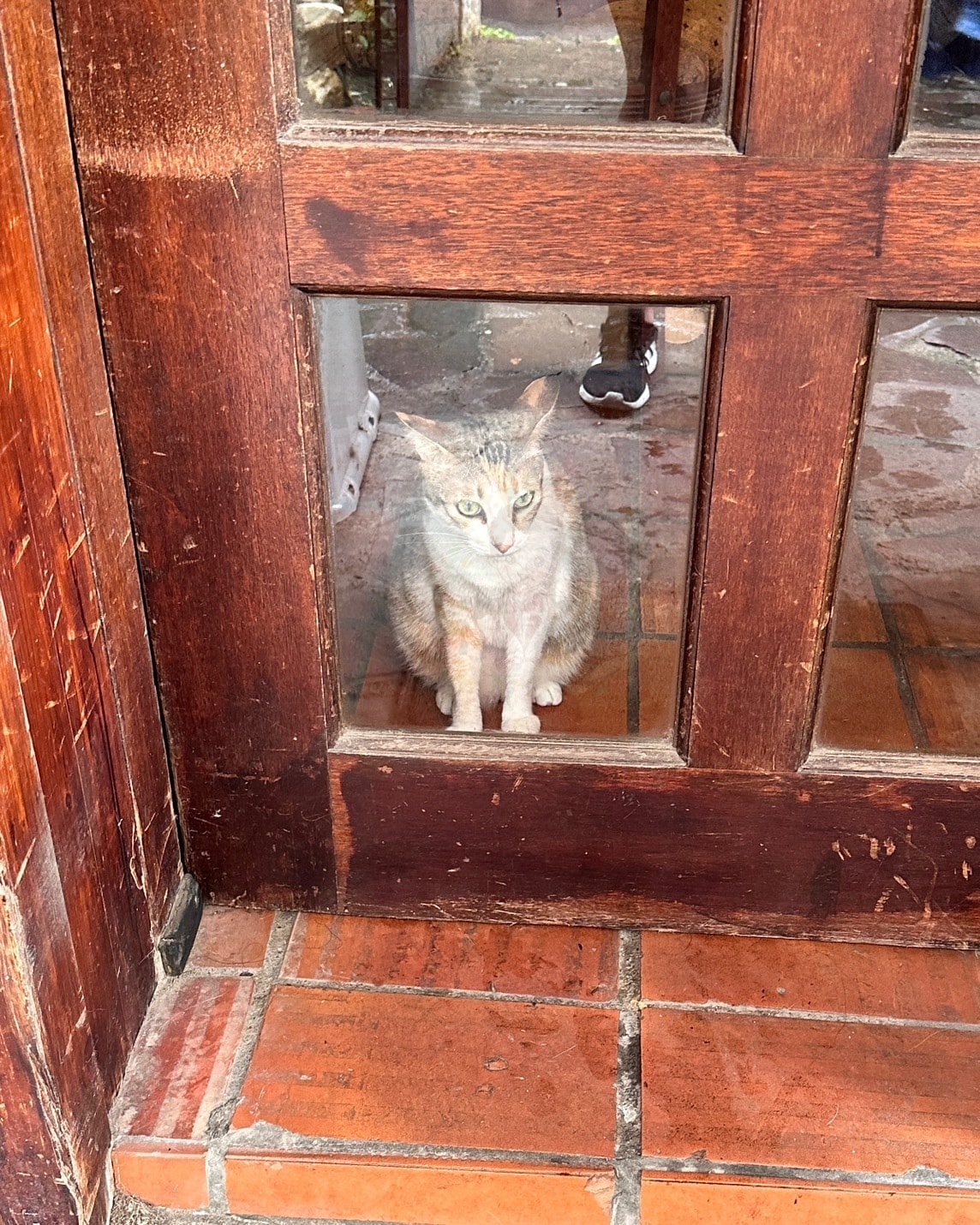 【新竹】全新竹獨家的外帶調酒!不限時貓咪咖啡廳 W.bist